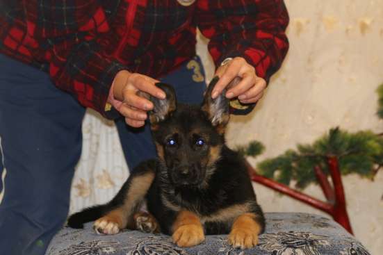 Щенки немецкой овчарки в Мичуринске фото 3