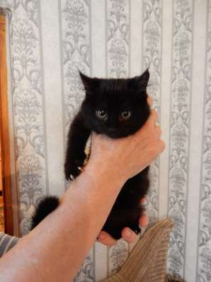 Шикарный котенок фото 5