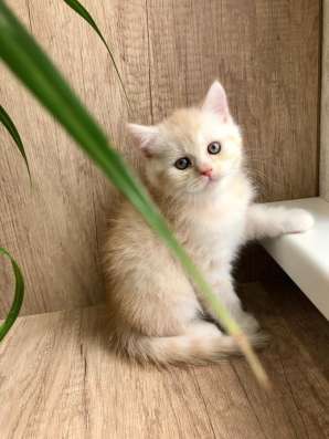 Клубный шотландский котёнок в Ставрополе фото 5