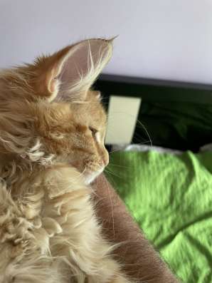 Мейн кун котята фото 8