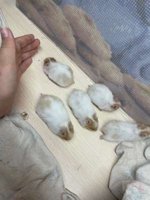 Хомяки сирийские