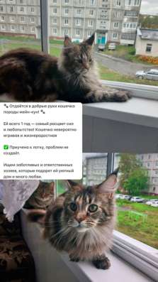 Кошка