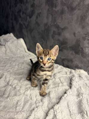 Бенгальские котята в Омске фото 6