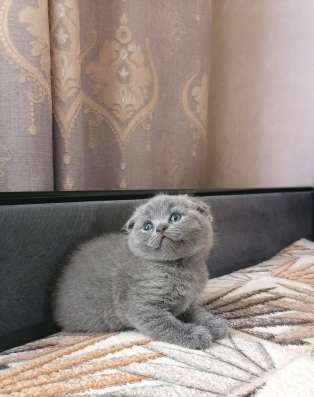 Британские котята в Коломне фото 6