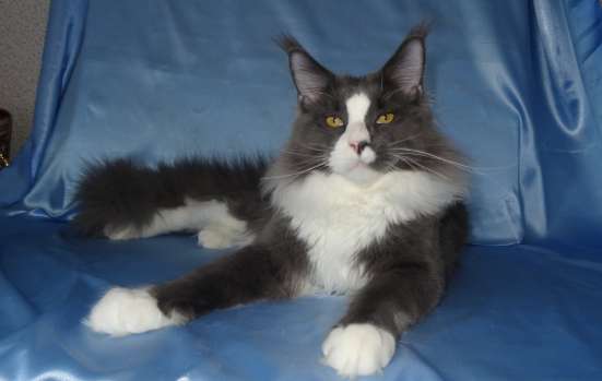 Котик чемпион юниор HERCULES