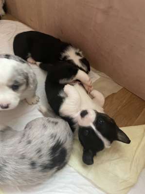 Щенки Корги Кардигана фото 3