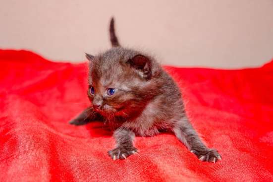 Продам шотландских котят в Симферополе фото 7