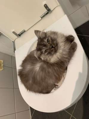 Schottische Faltohrkatzen фото 9