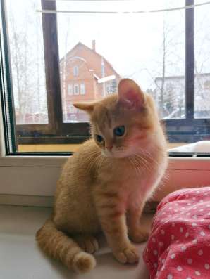 Шотландские котятки