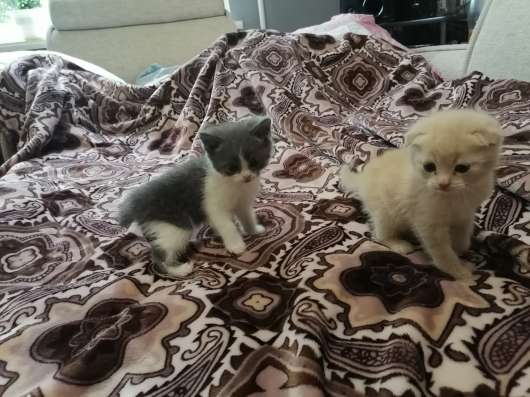 Шотландские котята фото 3
