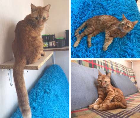 Отдам рыжего кота