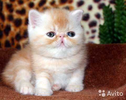Экзоты шикарные котики