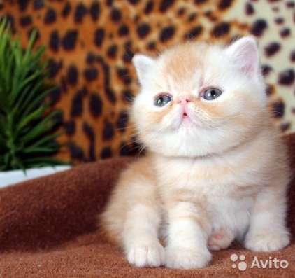 Экзоты шикарные котики в Москве фото 3