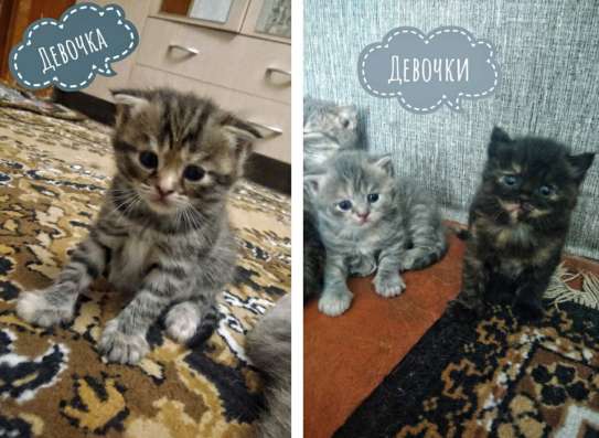 Продаю 6-рых шотландских котят в Муроме фото 3
