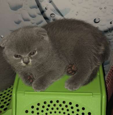 Котята британские вислоухие фото 9