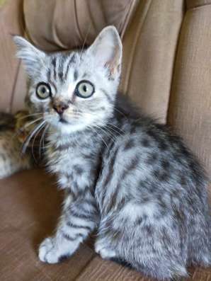 Шотландские котята фото 10