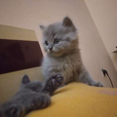 Продаю британских котят
