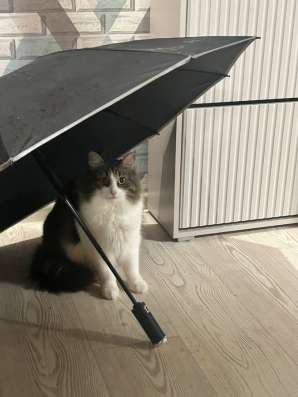 Отдадим взрослого кота в добрые руки. в Москве