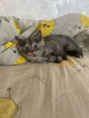 Котята в Орске фото 6