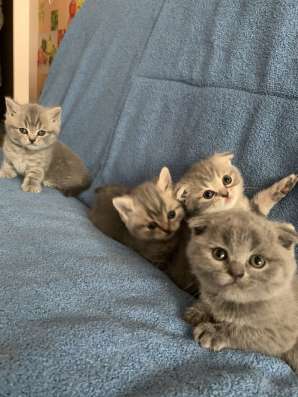 Шотландские котята
