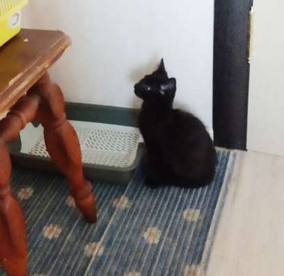 Отдам котенка в добрые руки