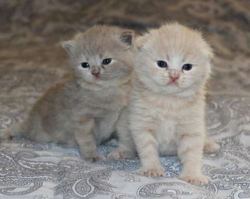 Шотландские котята в Твери фото 4