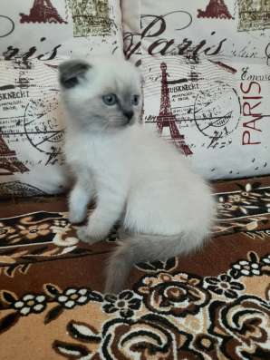 Шотланские котята фото 11