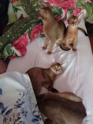 Abessinierkatze 3,5 Monate dringend фото 3