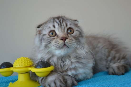 Шотландский котенок