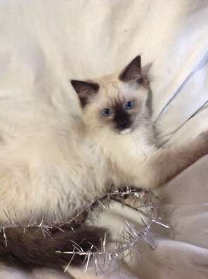 Котенок мальчик ragdoll фото 6