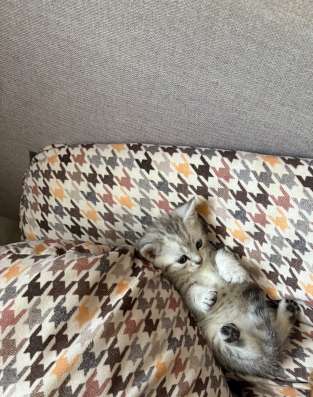 Котята британцы