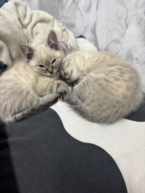 ПОКИНУЛИ КОТЯТ!СРОЧНО ОТДАЕМ В ДОБРЫЕ РУКИ???????