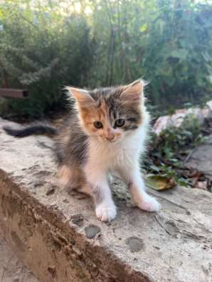 котенок в добрые руки