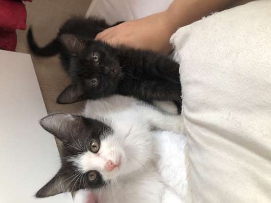 Котята бесплатно срочно отдам!!!