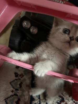 Шотландские котята фото 5