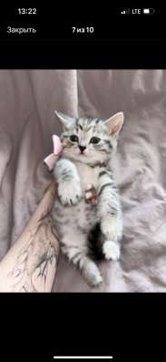 Котята шотландские в Москве фото 5