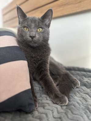 Котята в добрые руки фото 4