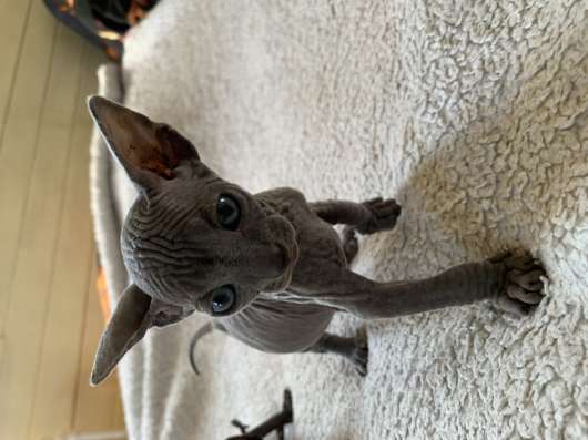 Котенок сфинкса