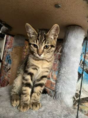 котенок в Якутске фото 3