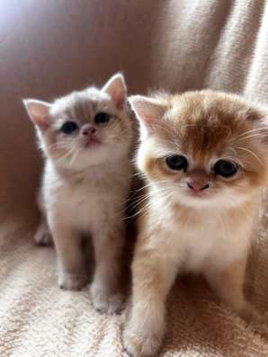 Котята золотая шиншилла в Москве фото 8