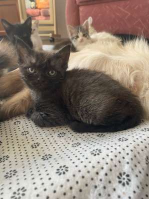 Котята в добрые руки в Ставрополе фото 5
