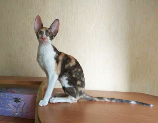 Котята Корниш рекс в Краснодаре фото 20