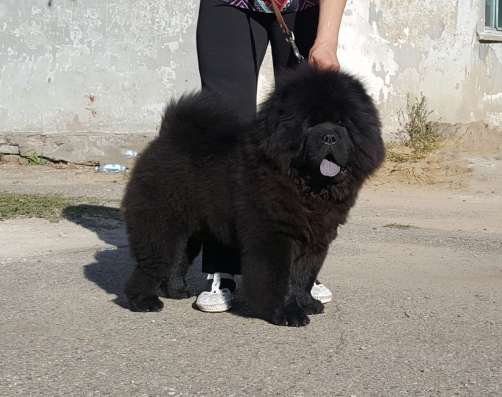 Щенки чау-чау