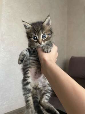 Котята в добрые руки! в Нижнем Новгороде фото 4