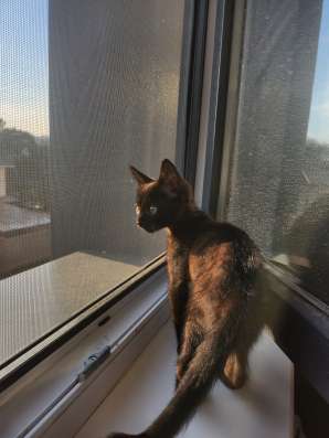 Отдаю котёнка в добрые руки
