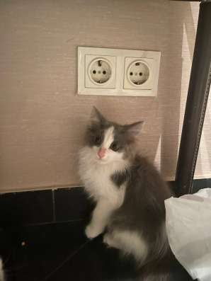 Котёнок отдам в добрые руки в Красноярске