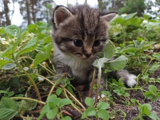 Котята ищут дом и любящих хозяев фото 9