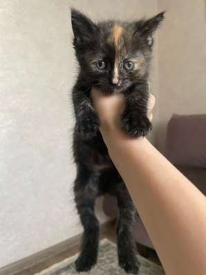 Котята в добрые руки! в Нижнем Новгороде фото 3