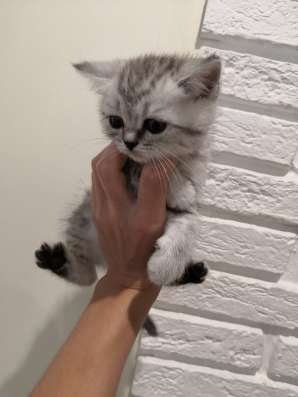 Шотландские котята в Калининграде фото 10