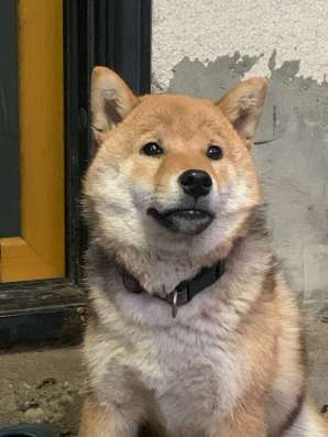 Щенок сиба ину